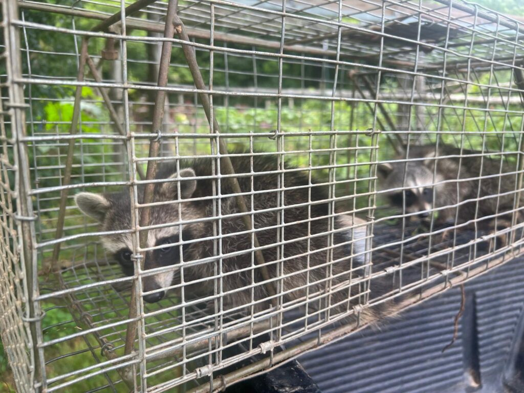 Tomato eating possum caught in our lower garden. Safely removed to the Ozark National Forest several miles away